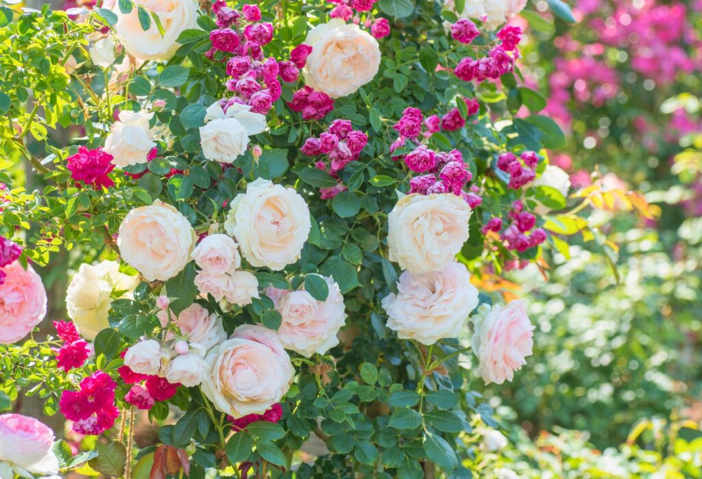 Fioriture di rose rampicanti rosa intenso insieme a Rosa Ronsard nel Vivaio e Garden Center Gardin Piante a S. Maria di Sala, Venezia, lungo la S.S. Padova Treviso.