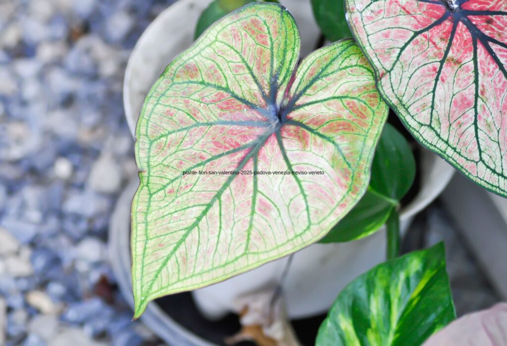 Foglie verdi chiaro variegate di rosa e crema di un Caladium presso i Vivai Gardin Piante tra Padova e Venezia